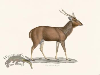 Cuvier 033 Black Bengle Deer